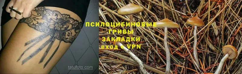 Псилоцибиновые грибы Psilocybine cubensis  Барнаул 